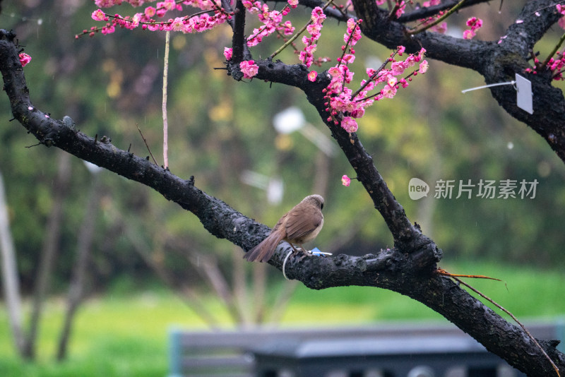 东湖梅园梅花春雨下的报春鸟