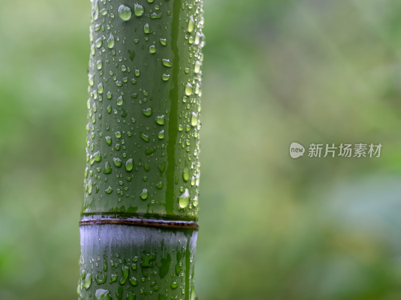 下雨竹子水珠