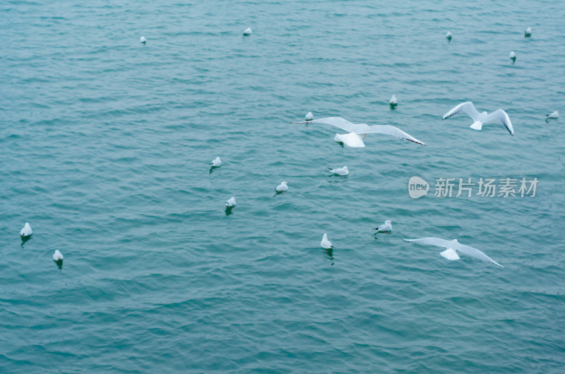 青岛栈桥海上的海鸥