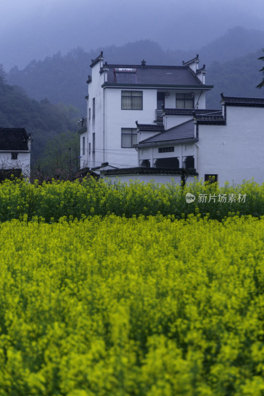 婺源油菜花田