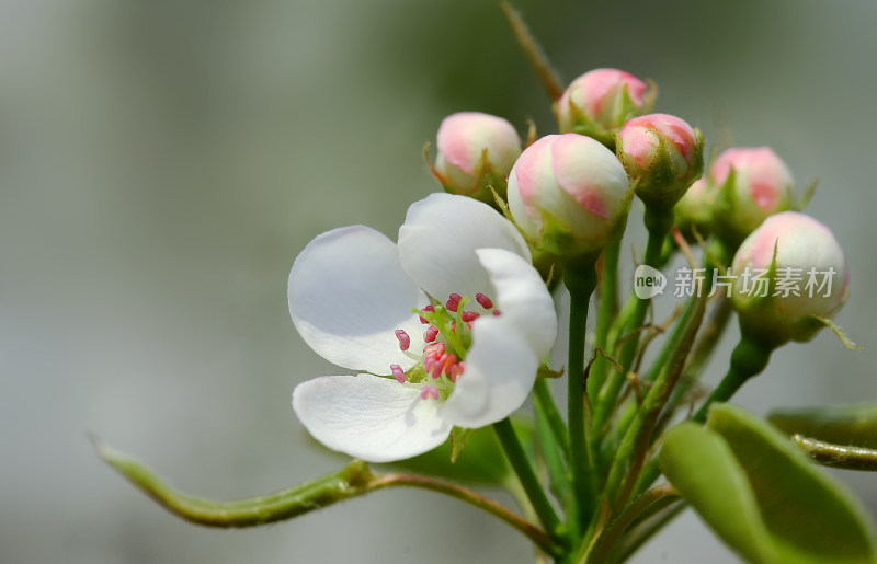 鲜花梨花盛开