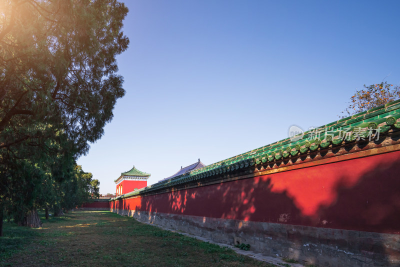 秋天北京天坛公园红色围墙内的柿子树