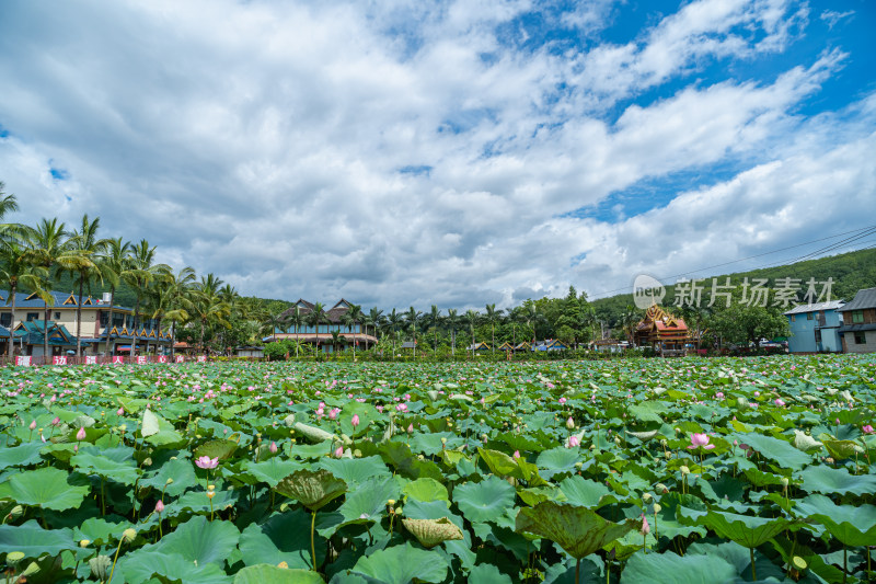 夏日荷塘美景