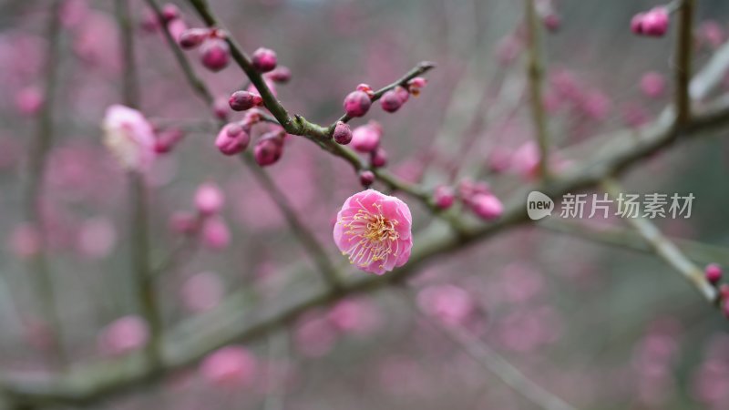 红梅绽放枝头俏