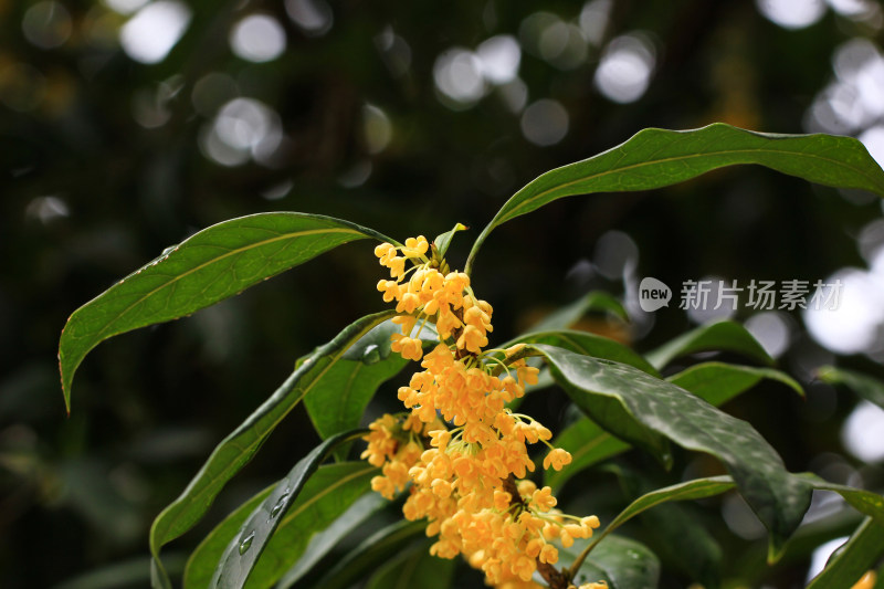 金桂花枝背景素材