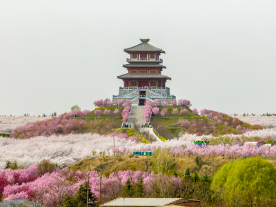 春季白天河南省郑州荥阳丰乐樱花园航拍风光