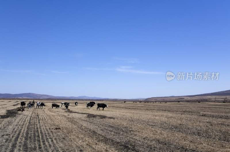 内蒙古呼伦贝尔临江屯草原牧场秋景