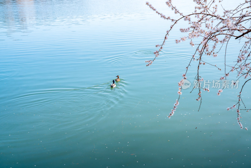 北京颐和园昆明湖桃花