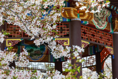 中式庭院里的樱花开花特写