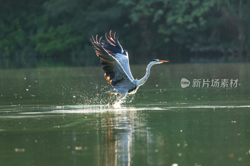 苍鹭捕食