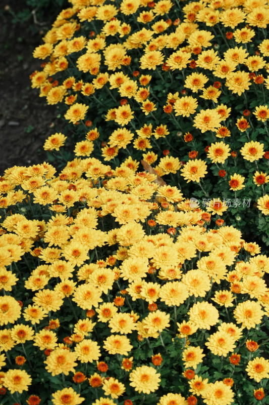 北京国家植物园菊花展