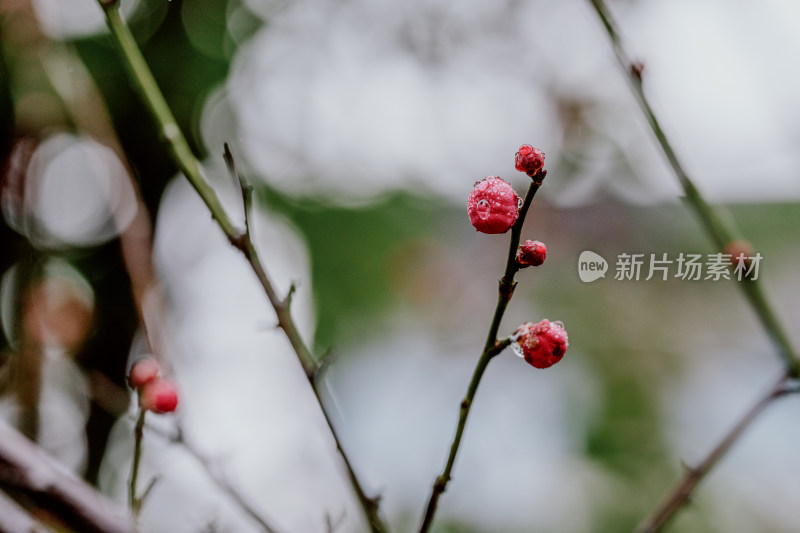 微距视角下的西溪湿地雨中盛开的梅花