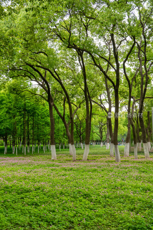 武汉常青公园春天的绿色