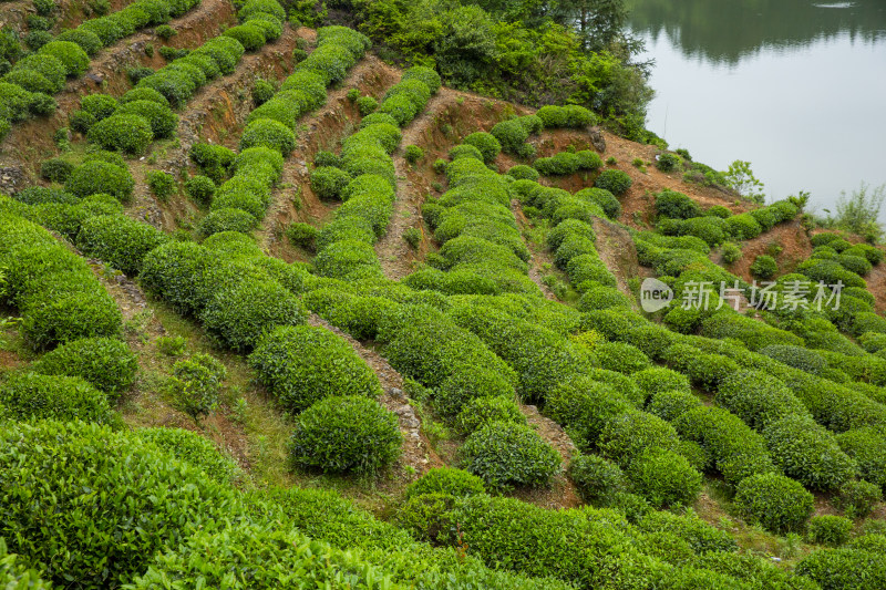 江西茶园