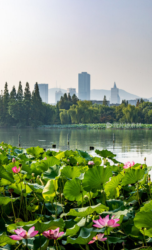 山东济南大明湖风景区夏日荷花景点景观