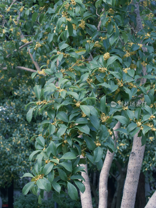 上海桂林公园的桂花树