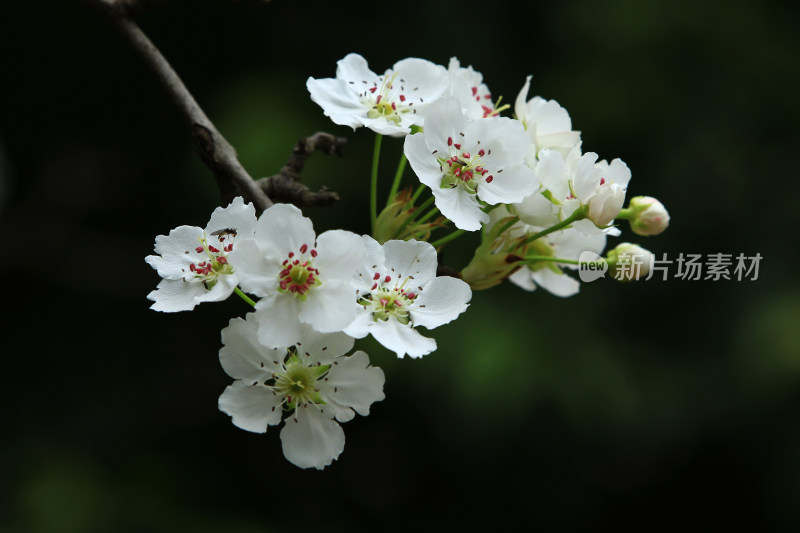 梨花 春天 白色