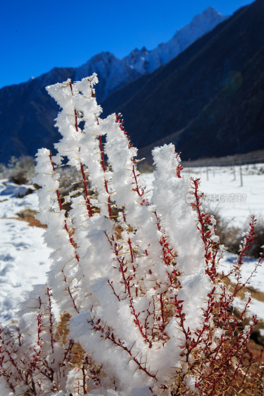 中国西藏地区冬季雾凇及雪绒花