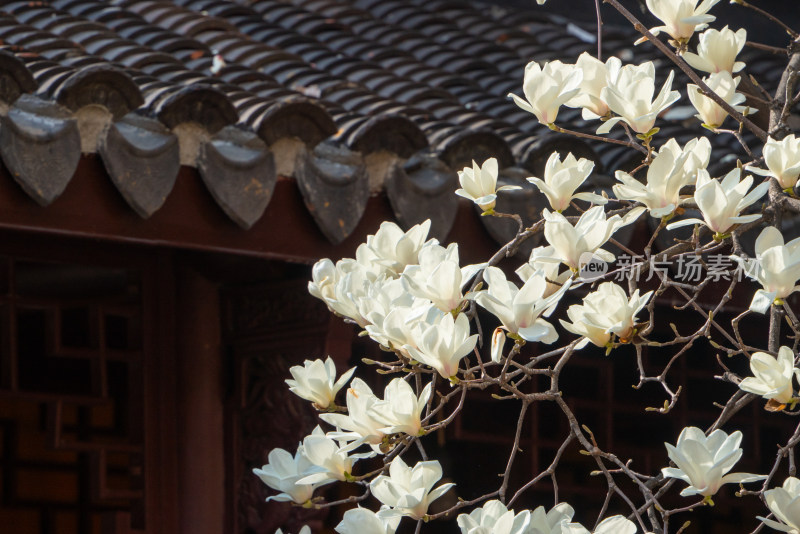 春天上海龙华寺玉兰花