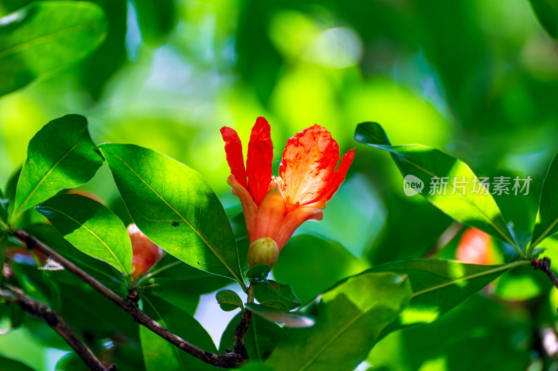 夏日石榴花