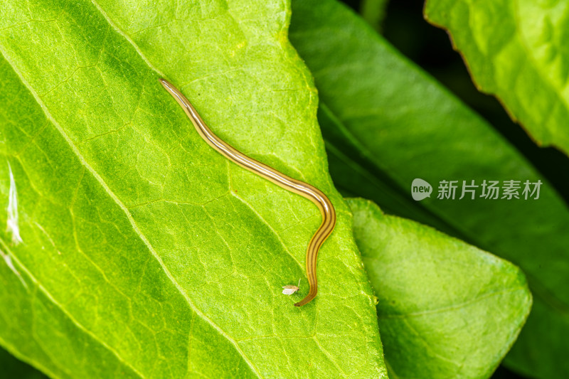 绿叶上的细长陆生纽虫