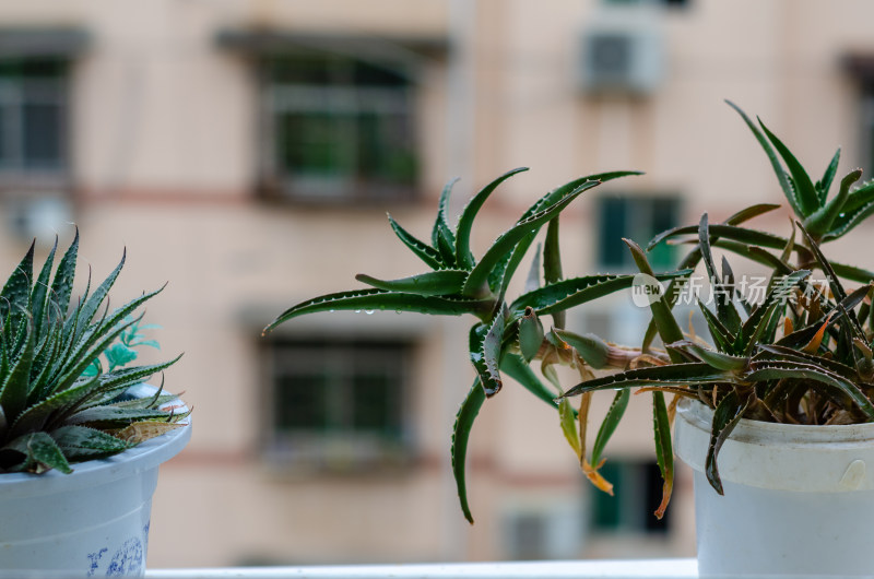 阳台上的盆栽芦荟植物