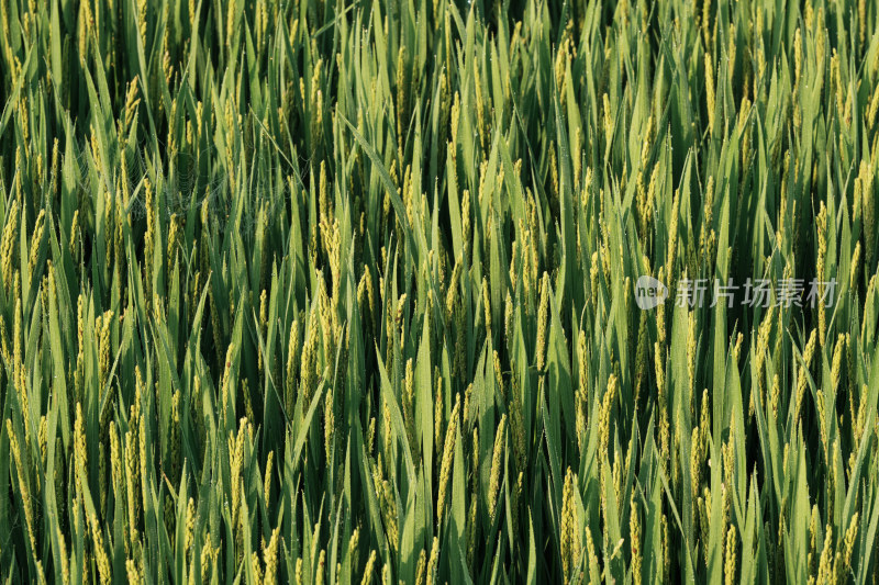 农田里长势良好的水稻小麦