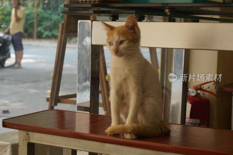 餐馆小猫