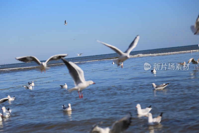 海边飞翔与栖息的海鸥