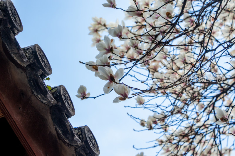 春天上海龙华寺玉兰花