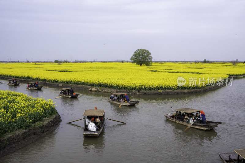 江苏兴化千垛油菜花