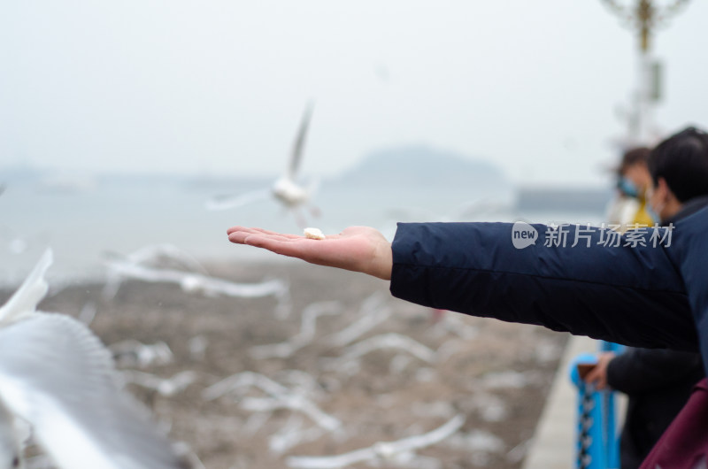 青岛栈桥喂食海鸥