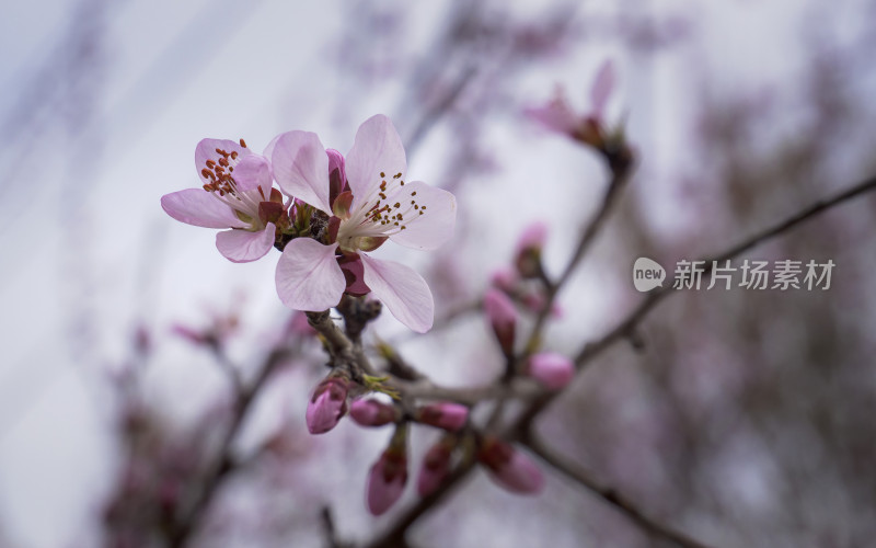 春日桃花特写