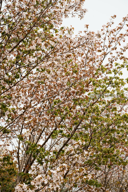 北京奥森樱花树樱花