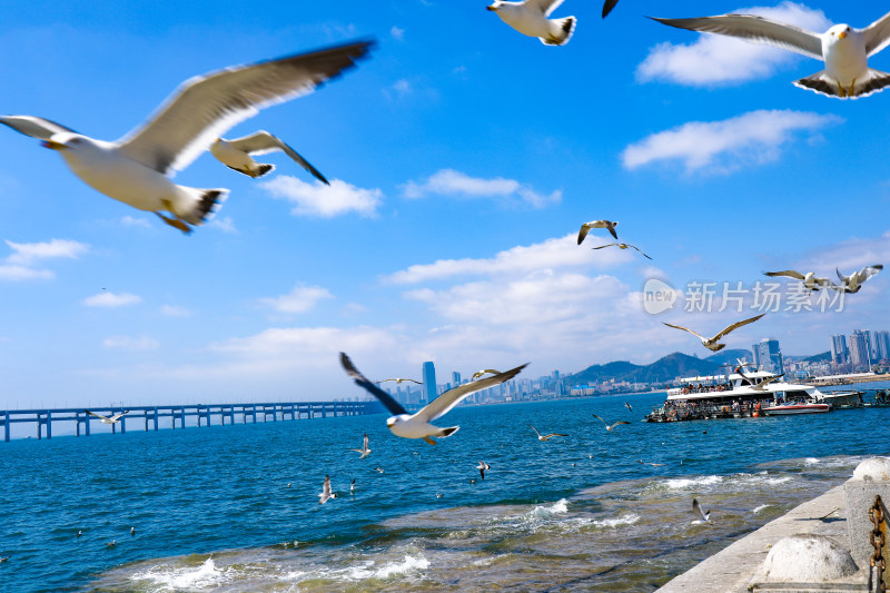 大连海边海鸥