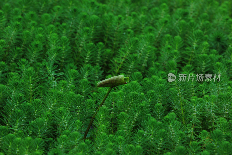 春天净水植物狐尾藻绿色背景