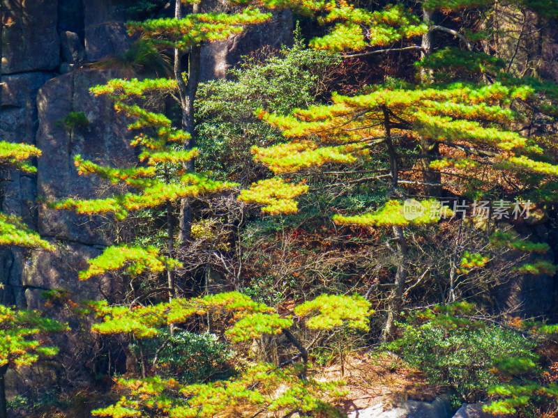 中国安徽黄山旅游风光