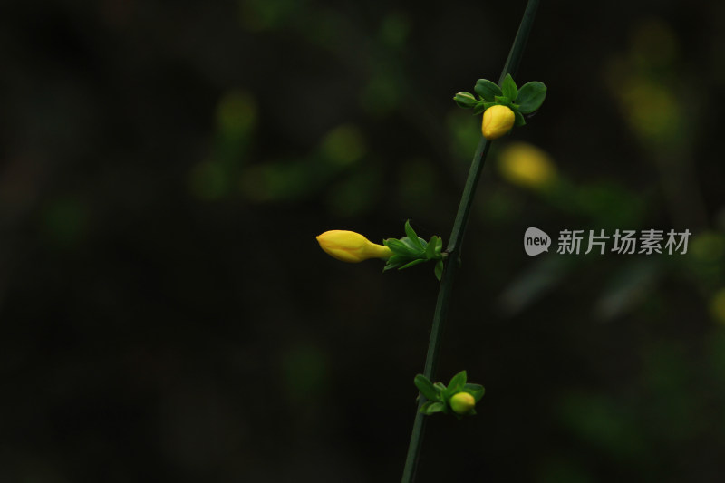 春天的迎春花，小黄花，黄色小花