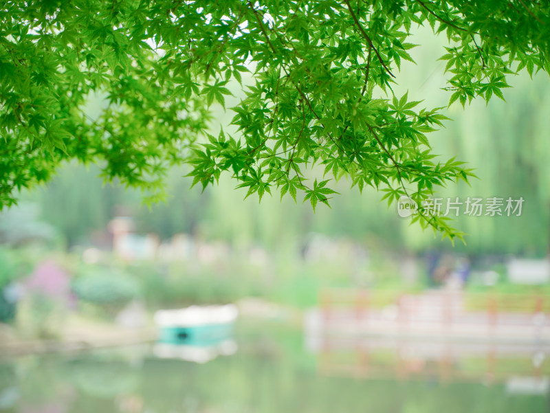 夏天小清新湖边风景壁纸