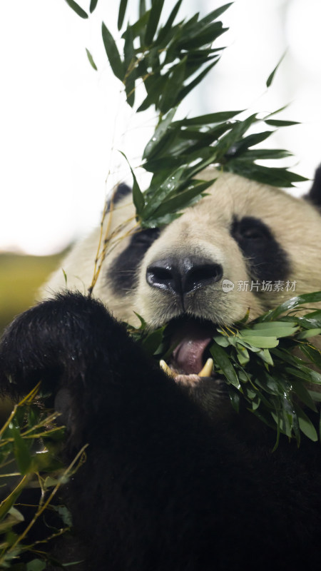 熊猫啃食绿叶的可爱模样