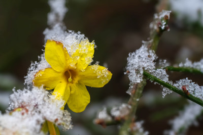 春天雪中的迎春花