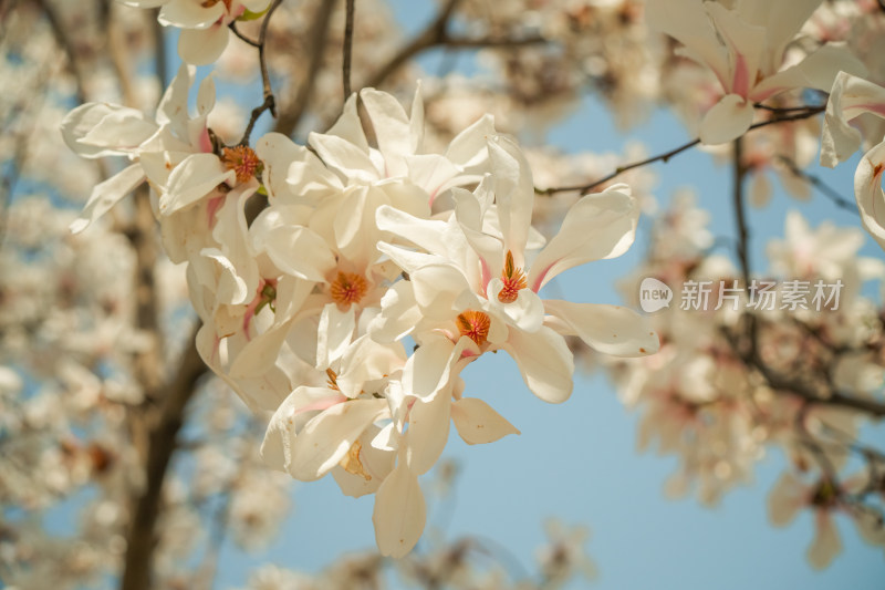 上海市花白玉兰花春暖花开