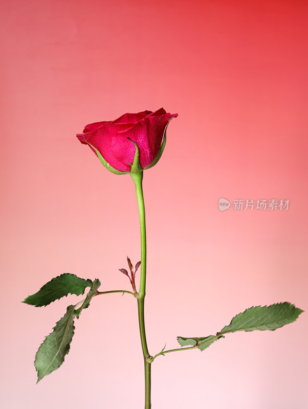 粉色背景上的一支红色玫瑰花