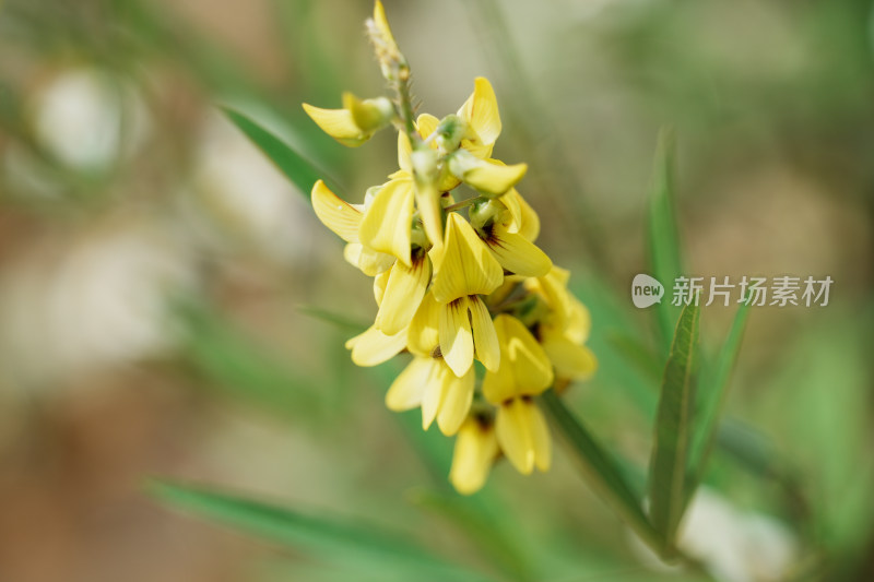 黄花植物光萼猪屎豆