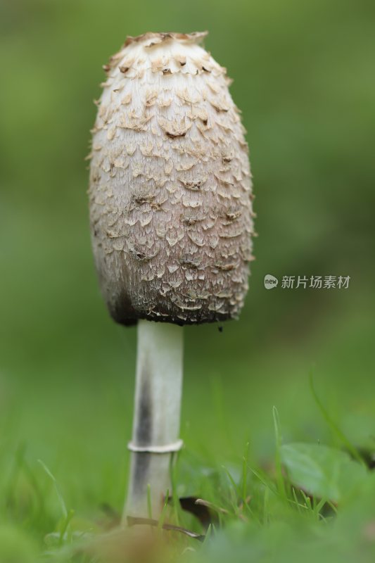 野生菌野生菌蘑菇生长环境菌类山菌