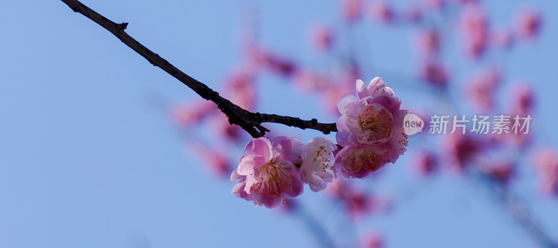 蓝天背景下的粉色梅花特写