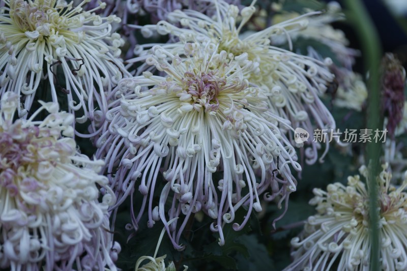 紫色菊花 丝状菊花 红色菊花 