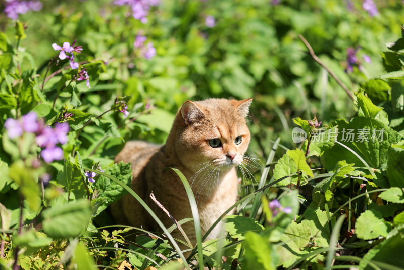 公园花丛里的宠物猫金渐层