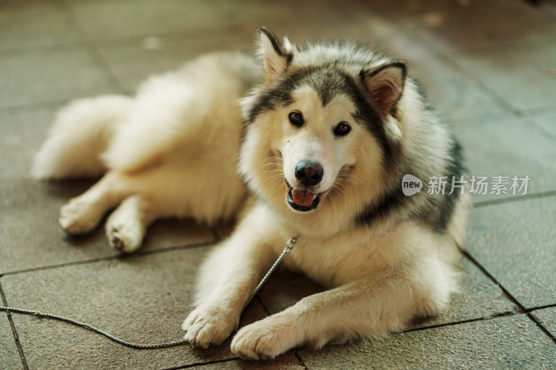 安静的阿拉斯加雪橇犬