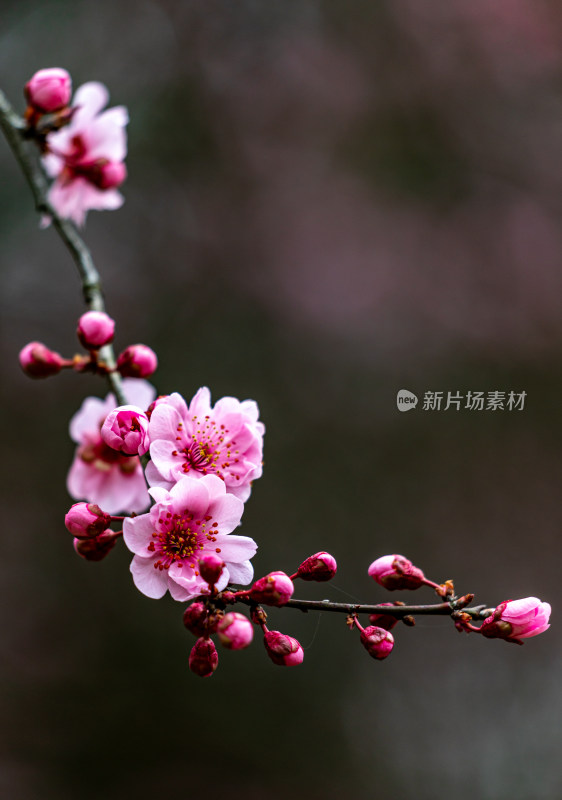 南京明孝陵梅花山梅花开